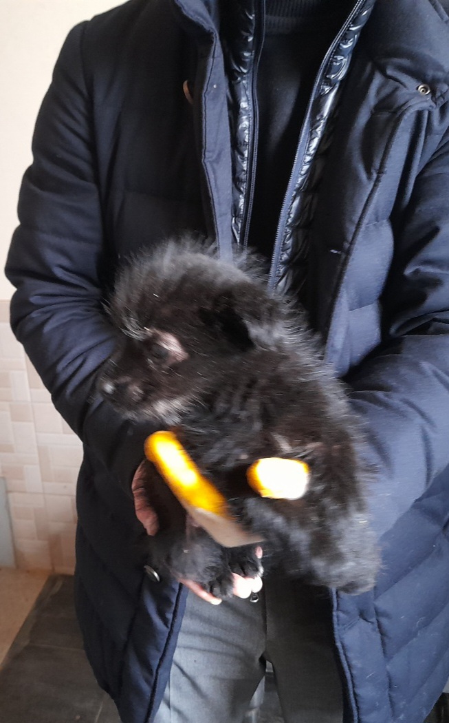 믹스견 이미지 파일 입니다.